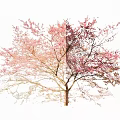 Stunning Tree With Vibrant Pink Blossoms Blooming In Spring Season