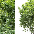 Lush Green Arbor With Dense Foliage And Strong Trunk In Natural Environment
