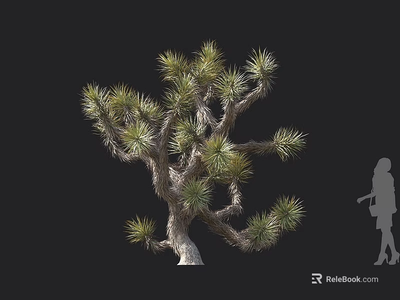 Joshua Tree With Spiky Green Leaves Unique Branching Structure And Human Silhouette For Scale 3d model 