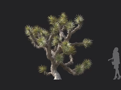 Joshua Tree With Spiky Green Leaves Unique Branching Structure And Human Silhouette For Scale 3d model