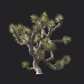 Joshua Tree With Spiky Green Leaves Unique Branching Structure And Human Silhouette For Scale