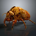Detailed 3D Rendered Beetle With Brown Yellow Carapace And Leg Details On Gray Background
