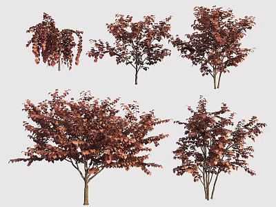 Red Leaf Arbor Trees In Various Forms And Sizes For Garden Landscape Design 3d model