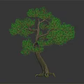 Bonsai Pine Tree with Curved Trunk and Green Needles on Dark Background