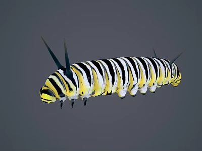 Yellow and black striped caterpillar with long body and black spines 3d model