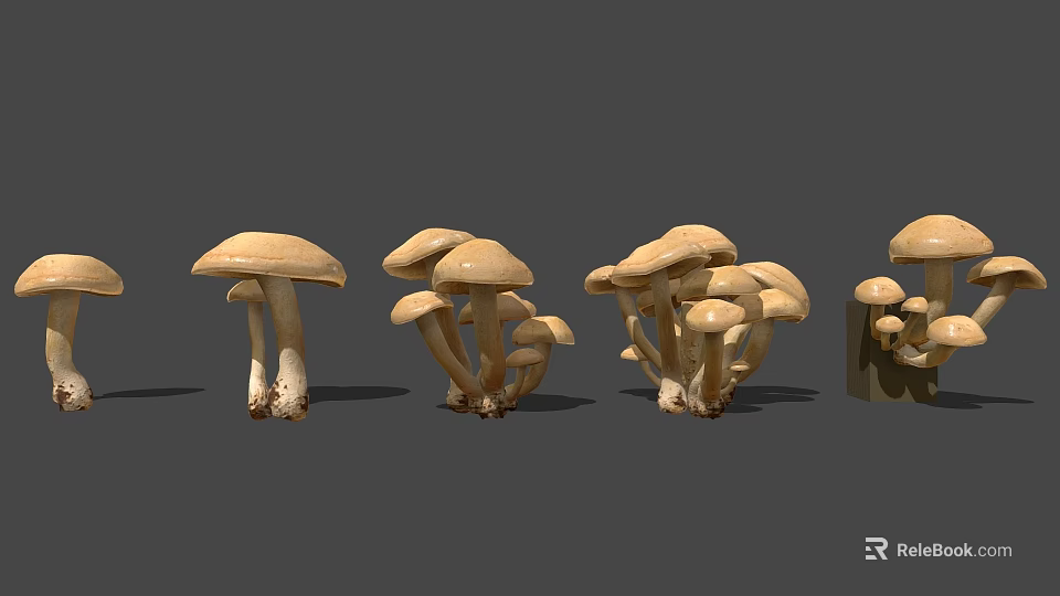 Various Light Brown Mushrooms With Different Shapes On Gray Background 3d model 