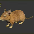 Orange Mouse With Large Ears White Paws And Black Eyes On Dark Background
