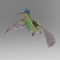 Vibrant Hummingbird With Blue Head Green Body Purple Wings And Tail Flying