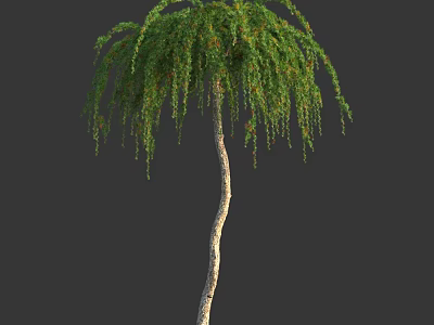 Lush Weeping Arbor With Green Hanging Branches And Slender Trunk 3d model