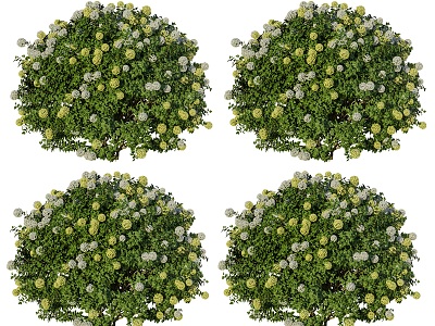 fragrant yellow Disspruika flowering shrubs yellow flowers shrubs plants courtyard flowering fragrant shrubs green plants 3d model