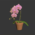 Pink Orchid Plant With Purple Flowers And Green Leaves In Terracotta Pot On Dark Background