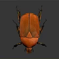 Red Beetle Close Up View With Vibrant Orange Exoskeleton And Black Legs