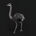 Detailed Gray Feathered Ostrich With Long Neck Standing Against Black Background