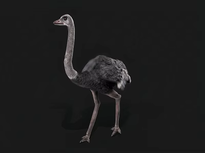 Detailed Gray Feathered Ostrich With Long Neck Standing Against Black Background 3d model