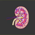 Detailed 3D Rendered Human Kidney Anatomy With Detailed Blood Vessels And Internal Structures
