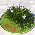 Iris Confusa With White Flowers And Green Leaves On Circular Lawn With Red Character Sign