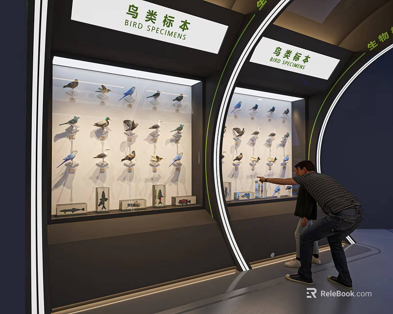Detailed Bird Specimens in Exhibition Display Case with People Viewing 3d model 