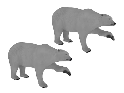 Two Polar Bears In Realistic Walking Stance With Detailed Fur Texture 3d model