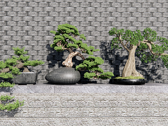 New Chinese potted pine potted plant 3d model