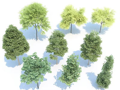 Different Green Arbor Trees with Various Crown Shapes and Foliage Shadows 3d model