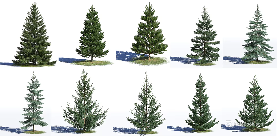 Various Coniferous Trees With Different Shapes Grass And Shadows On White Background 3d model 