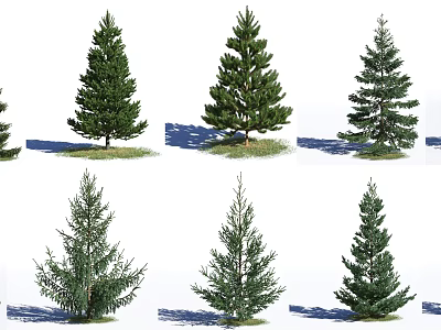 Various Coniferous Trees With Different Shapes Grass And Shadows On White Background 3d model