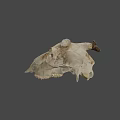 Ancient Cow Skull Specimen At Australian National University Archaeology Research