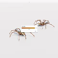 Detailed View of Two Brown and White Spiders with Long Legs on White Background