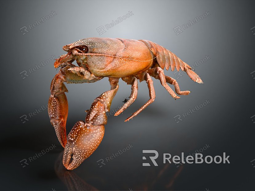 Australian rock lobster Macrobrachium prawn black and white lobster crayfish crayfish green lobster red crab shrimp European blue dragon model