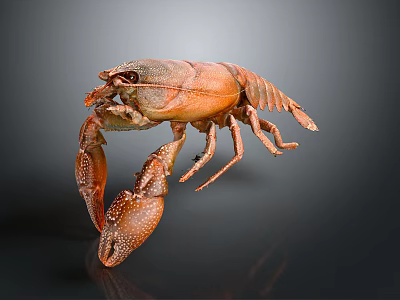 Orange Crayfish Aquatic Animal with Large Claws and Spotted Legs Isolated on Dark Background 3d model