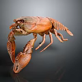 Orange Crayfish Aquatic Animal with Large Claws and Spotted Legs Isolated on Dark Background