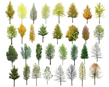 Modern Ginkgo Tree Aquifoia Tree Color Leaf Tree Landscape Tree Street Tree Ginkgo Tree Yellow Leaf Tree Big Tree 3d model