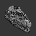 White Skull Model With Detailed Structure And Sharp Teeth Decorative Art Piece
