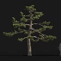 Tall Tree With Thick Trunk Green Foliage And Human Silhouette For Scale 3d model