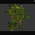 Decorative Indoor Green Plant with White Spotted Leaves in Pink Pot on Wooden Stand