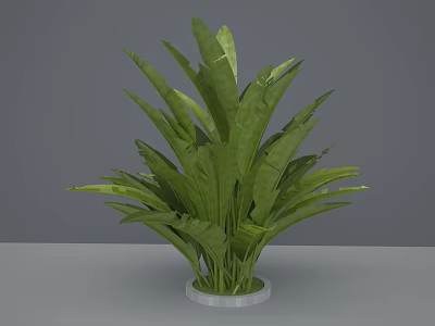 Green Leafy Plant With Large Lush Leaves In White Pot For Indoor Home Decor 3d model