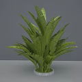 Green Leafy Plant With Large Lush Leaves In White Pot For Indoor Home Decor