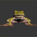 Vibrant Green And Yellow Frog Sitting On Reflective Black Surface With Pink Limbs