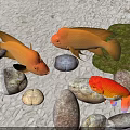 Yellow Fish and Red Goldfish Swimming Among Stones and Green Mossy Rocks