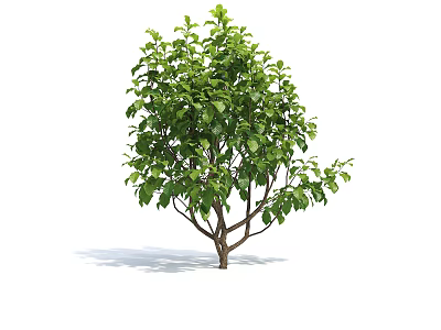 Healthy Tree With Lush Green Foliage And Brown Trunk Isolated On White 3d model