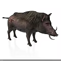 Wild Boar With Long Tusks Dark Skin And Rough Fur On White Background