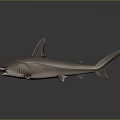 Shark As Aquatic Animal With Silver Smooth Skin And Streamlined Body Shape