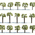 Modern Palm Tree 3d model