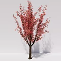 Two Trees With Red Blossoms And Brown Trunks Against White Background 3d model