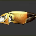Cooked Crab Claw with Vibrant Orange Shell and Brown Tip on Black Reflective Surface 3d model