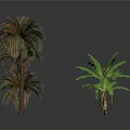 Different Tropical Plants Including Palm Trees And Banana Plants On White Background