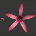 Vibrant Pink Flowers Featuring Blooming and Budding Blooms on Dark Background with Reflections