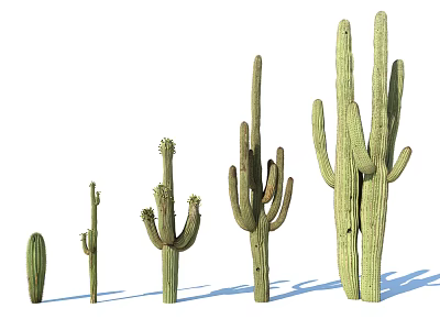 Various Types Of Cactus Plants With Different Sizes And Shapes In Garden 3d model