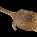 Unique Softshell Turtle With Long Neck And Brown Shell On Black Background