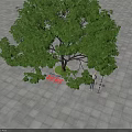 Outdoor Arbor Tree With Lush Green Foliage And Strong Trunk On Paved Square